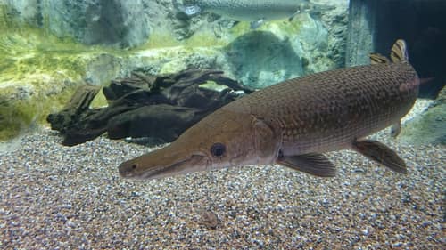 Alligator Gar reference