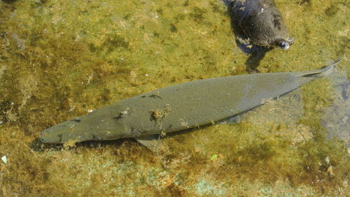 Cuban Gar reference