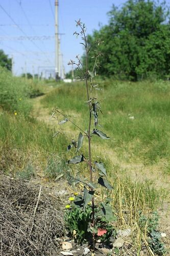 Garden Orache reference