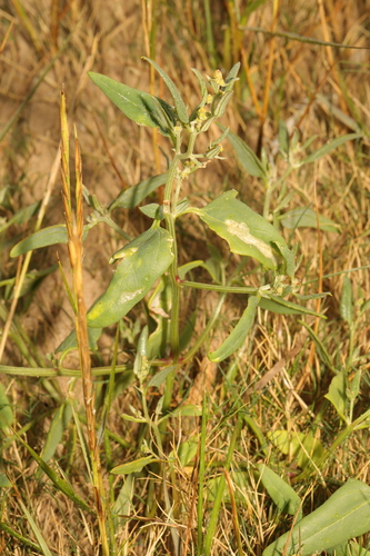 Spear Saltbush reference