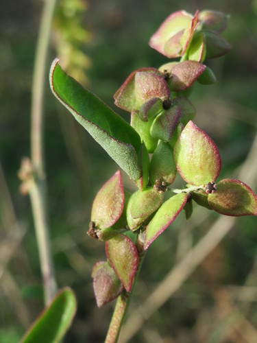 Spear Saltbush reference
