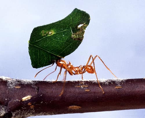 Leafcutter Ant reference