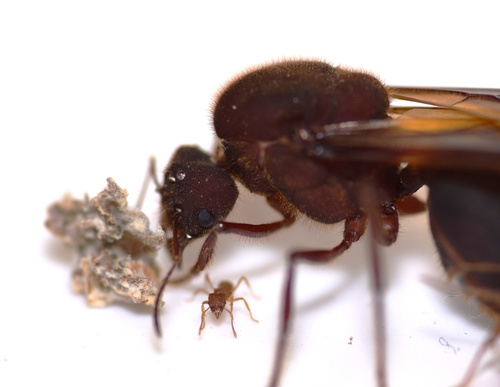 Texas Leafcutter Ant reference