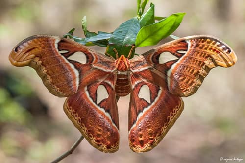 Atlas Moth reference