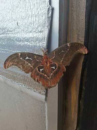 Attacus caesar reference