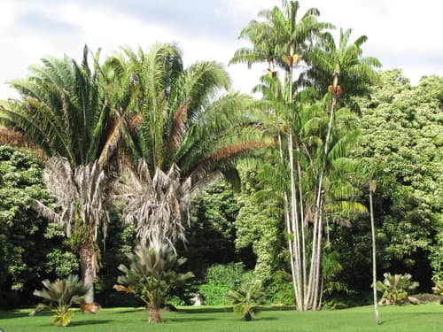 Attalea Palm reference