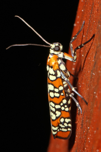 Ailanthus Webworm Moth reference