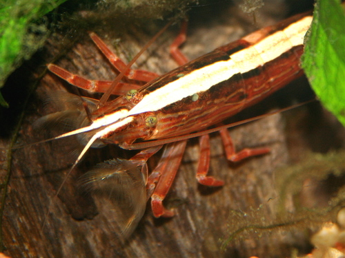 Bamboo Shrimp reference