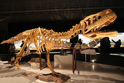 Aucasaurus reference