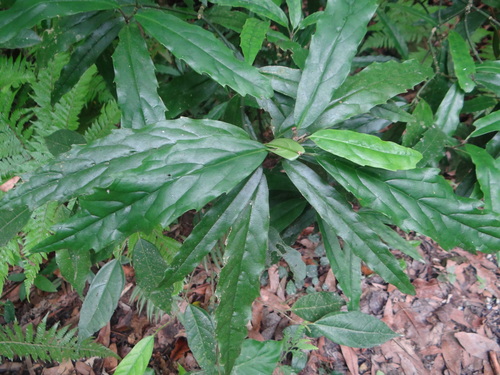 Chinese Aucuba reference