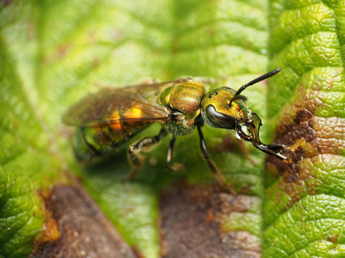 Pure Green Sweat Bee reference