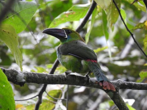 Crimson-rumped Toucanet reference