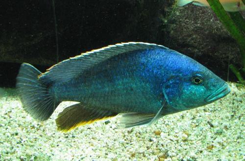 Peacock Cichlid reference