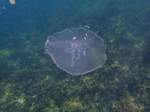 Moon Jellyfish reference