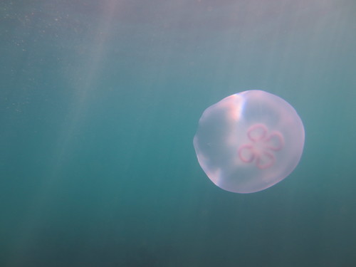 Pacific Moon Jelly reference