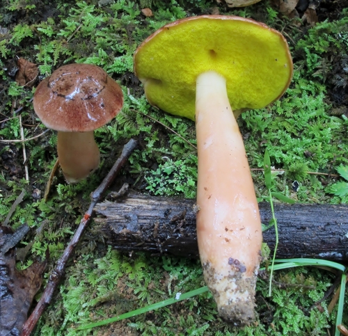 Gold-pored Bolete reference