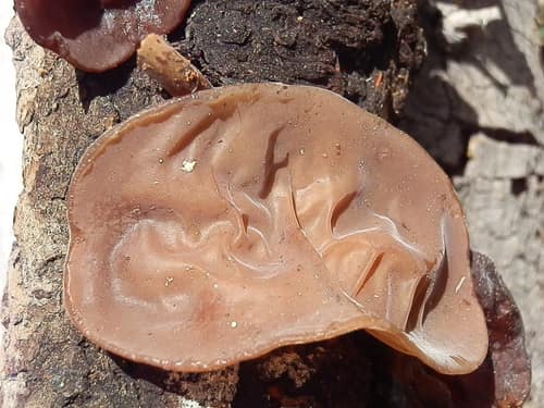 Conifer Wood Ear reference