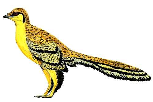 Aurornis reference