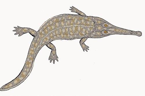 Australerpeton reference