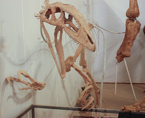 Australovenator reference