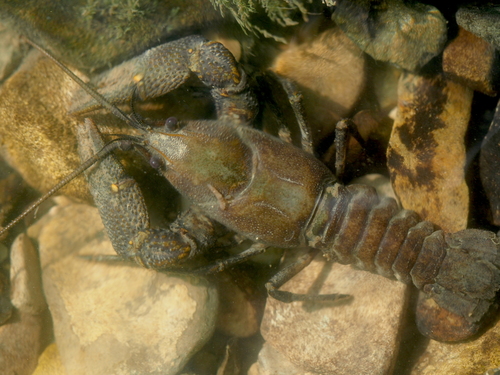 Stone Crayfish reference