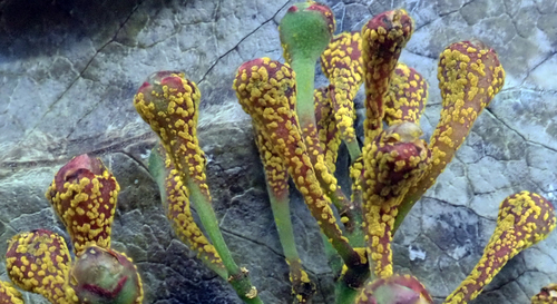 Myrtle Rust reference