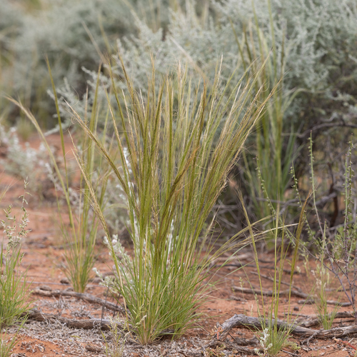 Balcarra Spear Grass reference