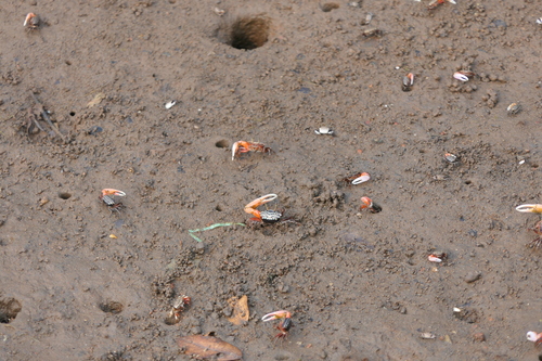 Porcelain Fiddler Crab reference