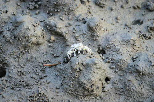 Milky Fiddler Crab reference