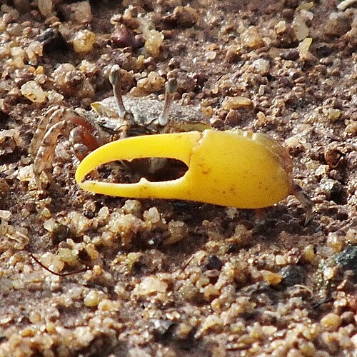 Porcelain Fiddler Crab reference