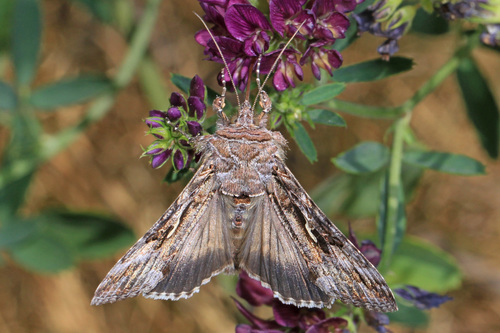 Alfalfa Looper Moth reference