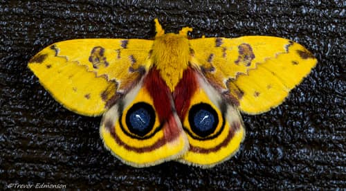 Io Moth reference