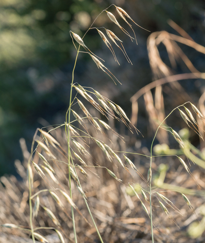 Wild Oat reference