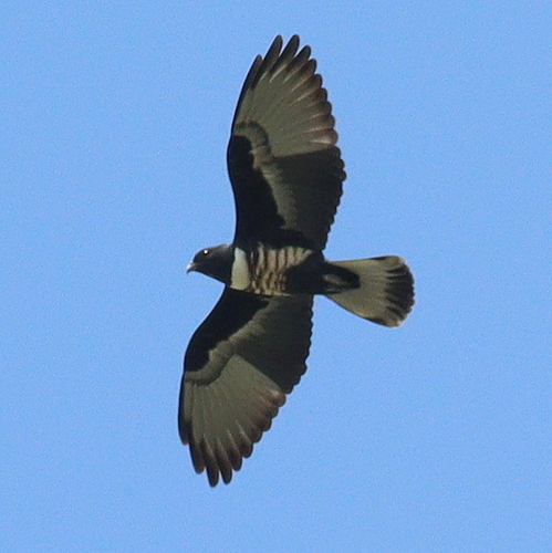 Black Baza reference
