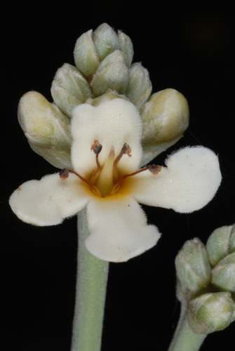 Black Mangrove reference