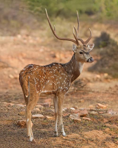 Chital reference