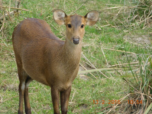 Hog Deer reference