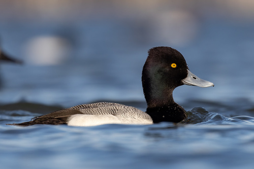 Lesser Scaup reference