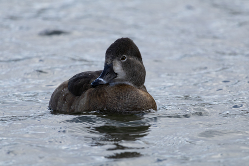 Ring-necked Duck reference