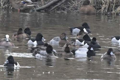 Common Pochard reference