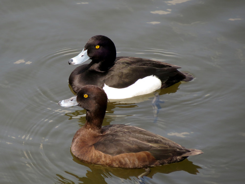 Tufted Duck reference