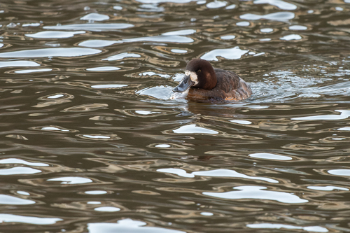 Greater Scaup reference