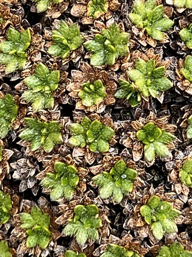 Cushion Plant reference
