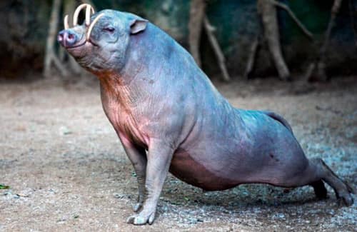 Babirusa reference