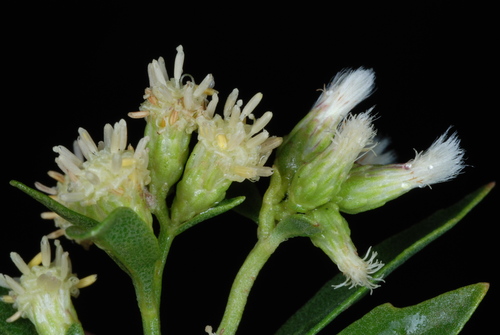Groundsel Bush reference