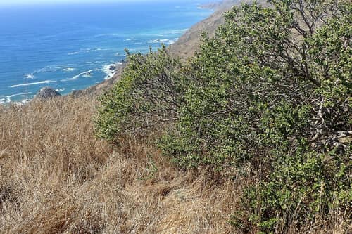 Coyote Brush reference