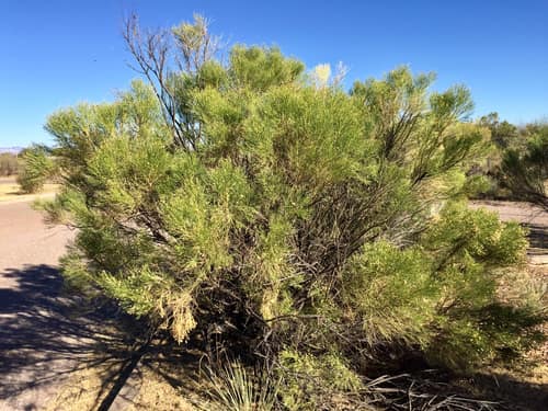Broom Baccharis reference
