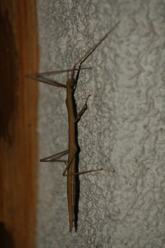 Mediterranean Stick Insect reference