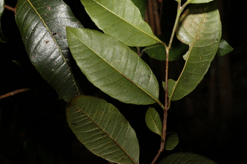 Lemon-Scented Myrtle reference