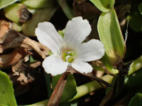 Water Hyssop reference